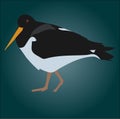 Oystercatcher graphic icon