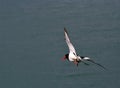 Oystercatcher (Haematopus ostralegus)