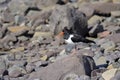 Oystercatcher, haematopus ostralegus Royalty Free Stock Photo