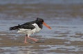 Oystercatcher,Haematopus ostralegus,Eurasian Oystercatcher,Breeds Living in China Royalty Free Stock Photo