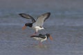 Oystercatcher,Haematopus ostralegus,Eurasian Oystercatcher,Breeds Living in China Royalty Free Stock Photo