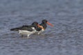 Oystercatcher,Haematopus ostralegus,Eurasian Oystercatcher,Breeds Living in China Royalty Free Stock Photo