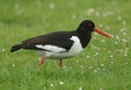 An Oystercatcher, Haematopus ostralegus, feeding in a meadow not far from where it is nesting in springtime. Royalty Free Stock Photo