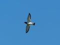 Oystercatcher - Haematopus ostralegus