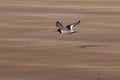 Oystercatcher (Haematopus ostralegus) in Flight.