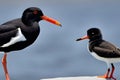 Oystercatcher (Haematopus ostralegus). Generative AI