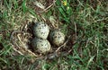 Oystercatcher, haematopus ostralegus, Nest on Ground with 3 Eggs Royalty Free Stock Photo