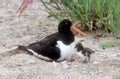 Oystercatcher, Haematopus ostralegus