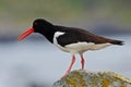 Oystercatcher, Heamatopus ostralegus, water bird in the wave, with open red bill,Norway. Bird sitting on the yellow lichen stone. Royalty Free Stock Photo