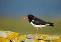 Oystercatcher perching on a mossy stone fence