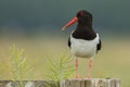 Oystercatcher on a pole