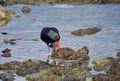 Oystercatcher pries at food in the rocks of a tide pool Royalty Free Stock Photo