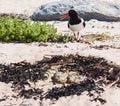 Oystercatcher protects laid eggs Royalty Free Stock Photo