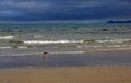 Oystercatcher on Ruakaka Beach Royalty Free Stock Photo