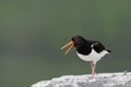 Oystercatcher