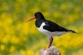 Oystercatcher with side view sitting on a heap of stones