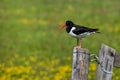 Oystercatcher standing on a wooden fence Royalty Free Stock Photo