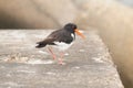 Oystercatcher Swaggering On A Concrete Block On The Beach Of Helgoland Island Germany Royalty Free Stock Photo