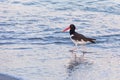 Oystercatcher Walking In The Surf Royalty Free Stock Photo