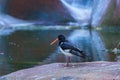 The oystercatcher