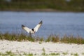 Oystercatcher wings spread Royalty Free Stock Photo