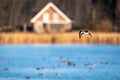 Oystercatcher (Haematopus) flying with a blue lake and a countryside house on the blurred background Royalty Free Stock Photo