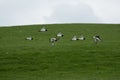 Oystercatchers flying over the field