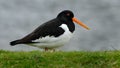 The oystercatchers are a group of waders forming the family Haematopodidae, which has a single genus, Haematopus.