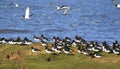 Oystercatchers haematopus ostralegus on shore