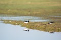 Oystercatchers Royalty Free Stock Photo