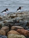 Oystercatchers