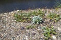 Oysterleaf plant. Royalty Free Stock Photo