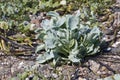 Oysterleaf plant. Royalty Free Stock Photo