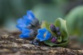 Oysterplant - Mertensia maritima Royalty Free Stock Photo