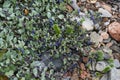 Oysterplant - Mertensia maritima Royalty Free Stock Photo