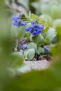 Oysterplant - Mertensia maritima Royalty Free Stock Photo