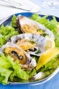 Oysters Royalty Free Stock Photo