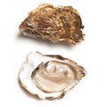 Oysters Royalty Free Stock Photo