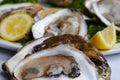 Oysters Royalty Free Stock Photo