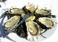 Oysters Royalty Free Stock Photo
