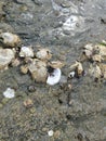 Oysters and barnacles close up on beach rocks at low tide Royalty Free Stock Photo