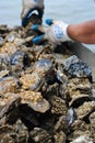 Oysters Royalty Free Stock Photo
