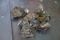 oysters, best oysters, oyster farm, limski canal, limski fjord