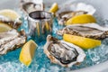 Oysters in Blue Ice with Lemon and Wine Royalty Free Stock Photo