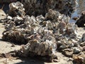 Oysters on concreate structures