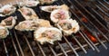 Oysters are cooked on the grill