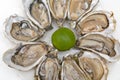 Oysters Delicacy Royalty Free Stock Photo