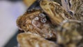 Oysters Royalty Free Stock Photo