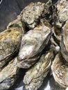 Oysters in a fishmonger. Royalty Free Stock Photo