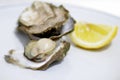 Oysters